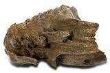 Fossil Woolly Mammoth Lower M Molar - Poland #337181-3